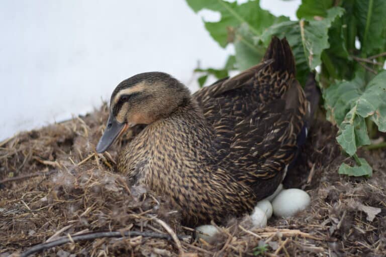 broody duck sitting on eggs.