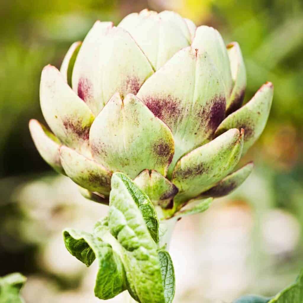 close up image of an artichoke growing in the garden 