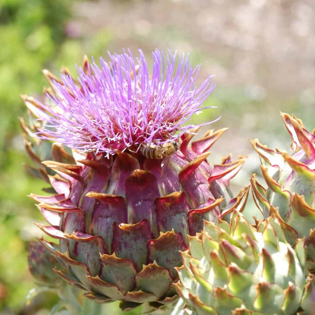 flowering of an artichoke plant