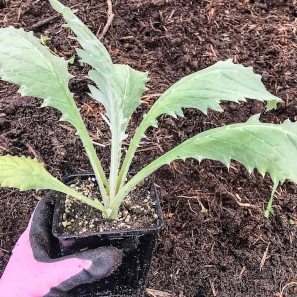 artichoke plant starts getting ready to be planted into the garden
