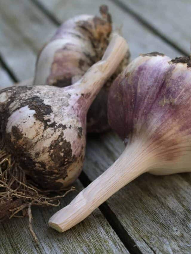 Tips on How to Grow Garlic At Home