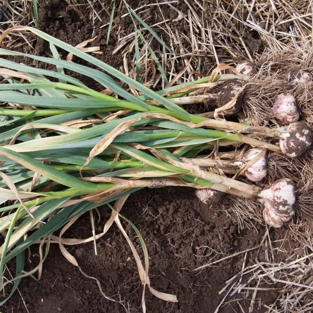 harvesting garlic in the home garden 