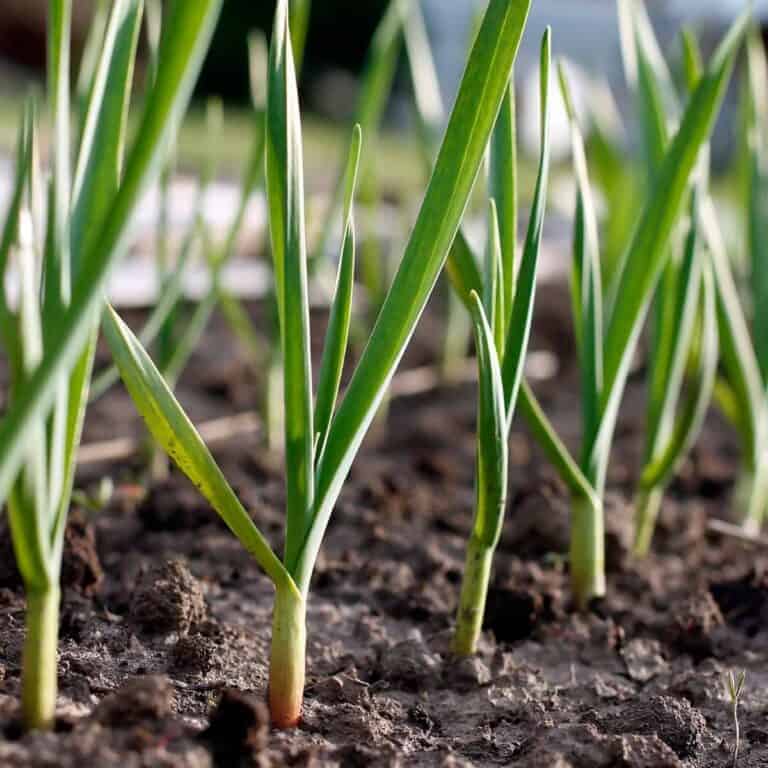 Growing Garlic at Home