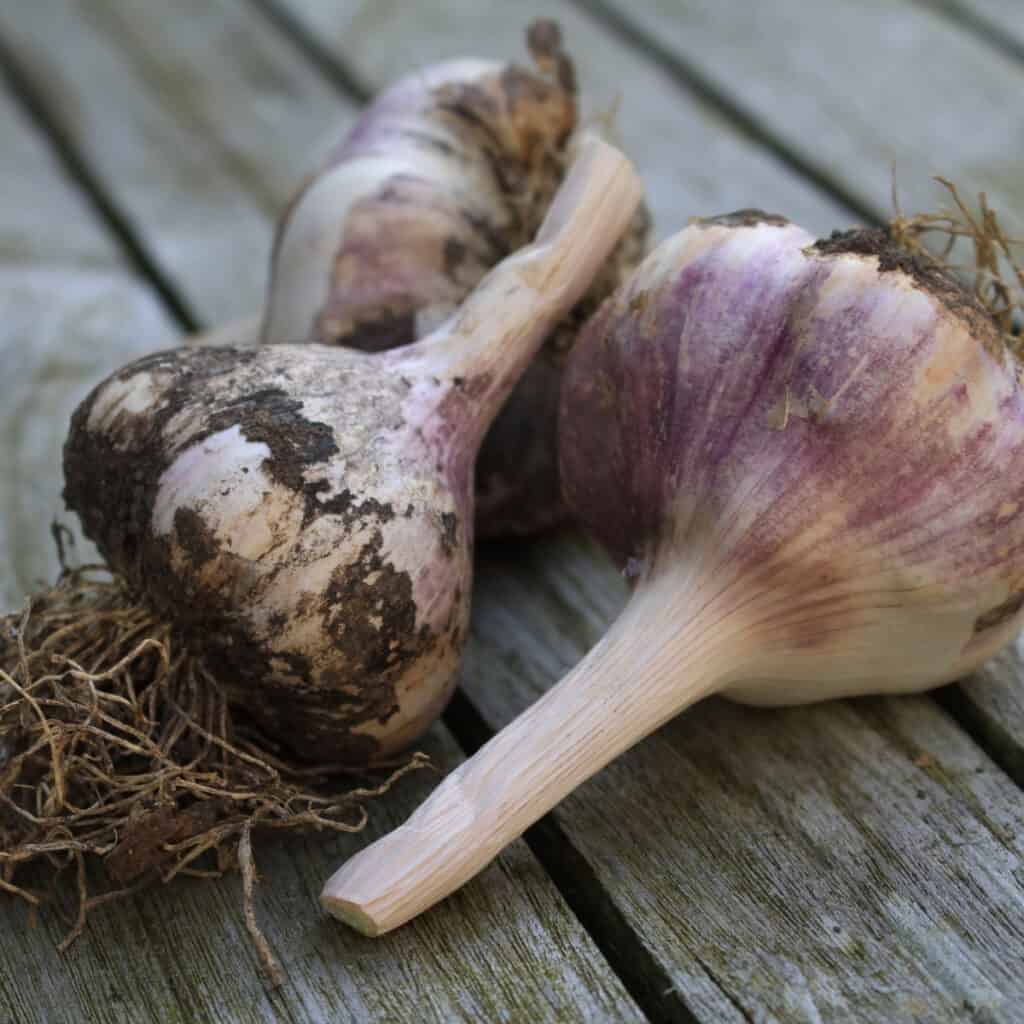 3 fresh harvested garlics on wood deck