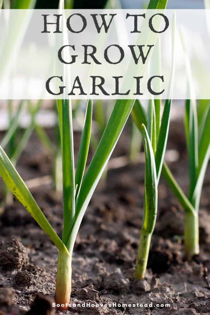 garlic growing in the garden in neat rows