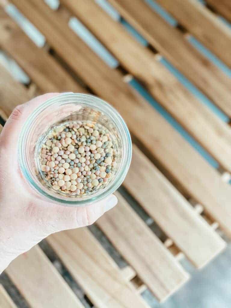 sprouting legumes in a mason jar with water