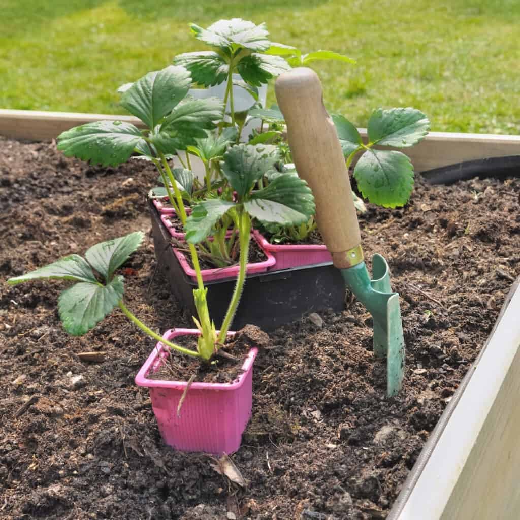 strawberry transplants in a raised garden bed with a hand trowel