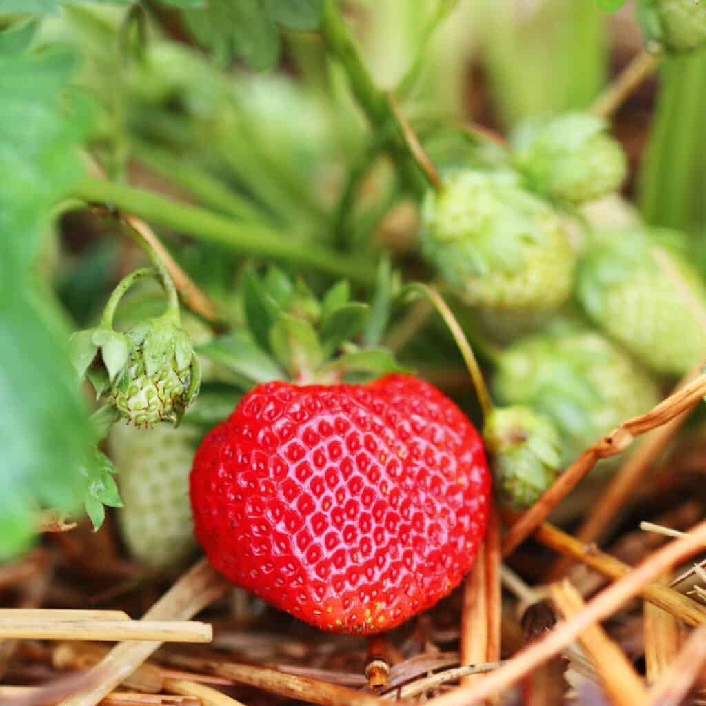 close up image of a strawberry plant with a large red berry 