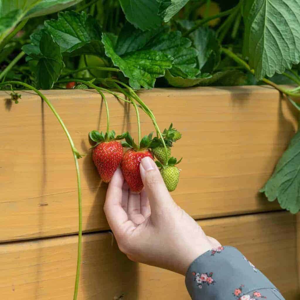 Growing strawberries in the home garden