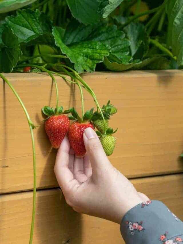 picking fresh strawberries from the garden