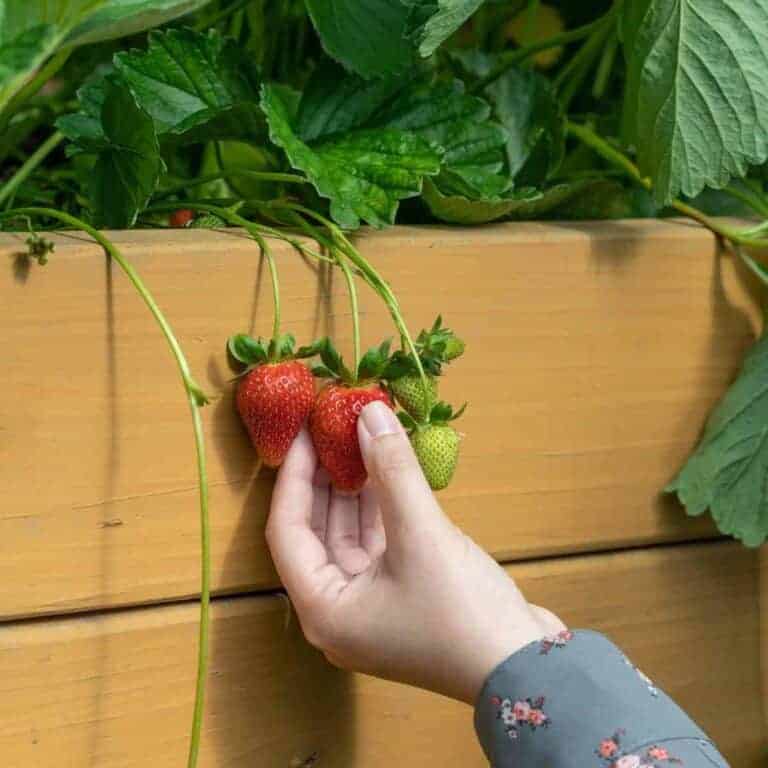 picking fresh strawberries from the garden