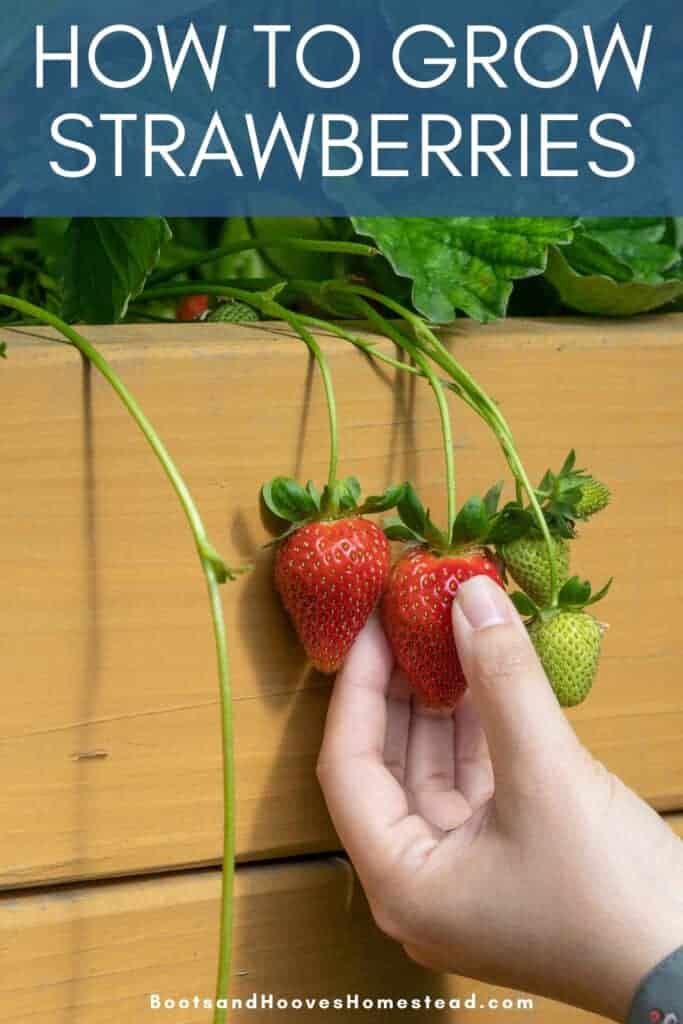 harvesting strawberry plants