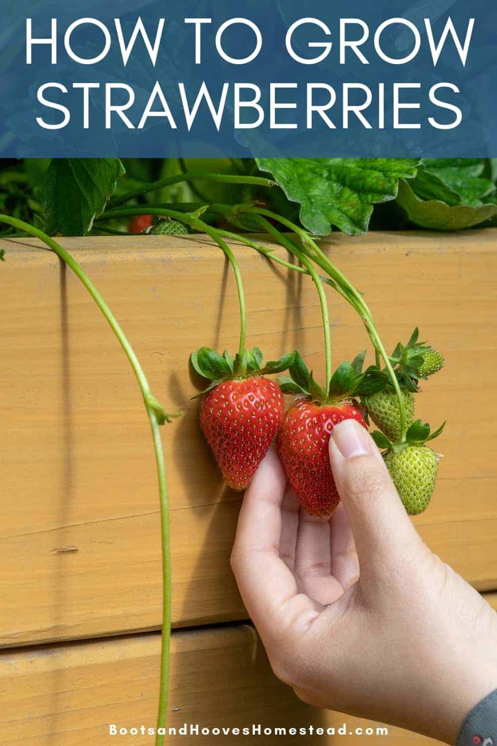 How to Grow Strawberries at Home - Boots & Hooves Homestead