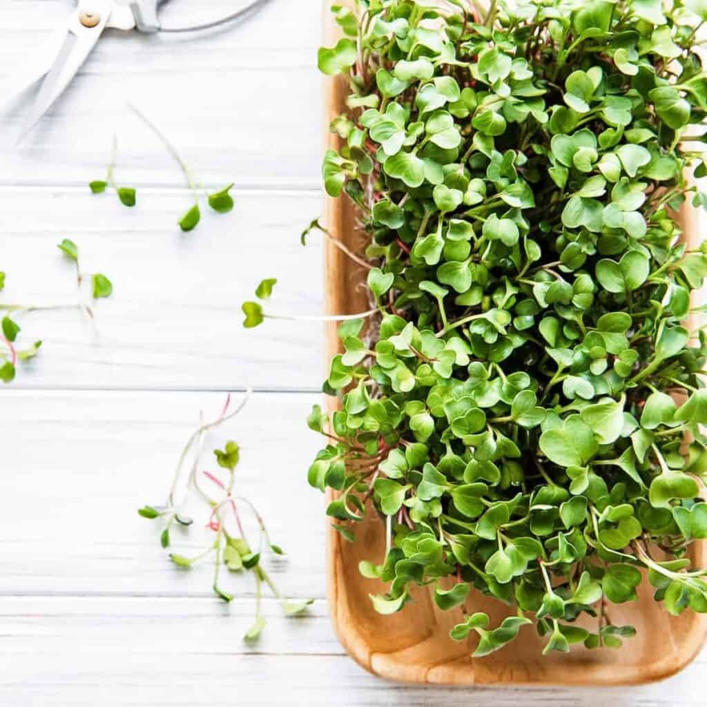 harvesting microgreens with kitchen sheers