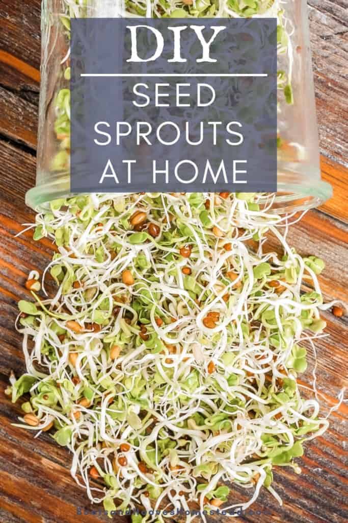 spread of fresh sprouted legumes spilling out of a glass mason jar