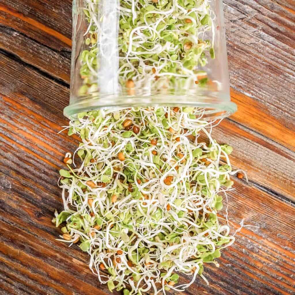 fresh sprouted legumes in a mason jar 