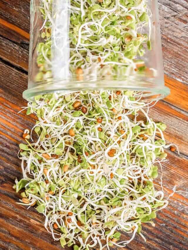 fresh sprouted legumes in a mason jar