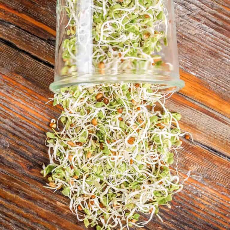 fresh sprouted legumes in a mason jar