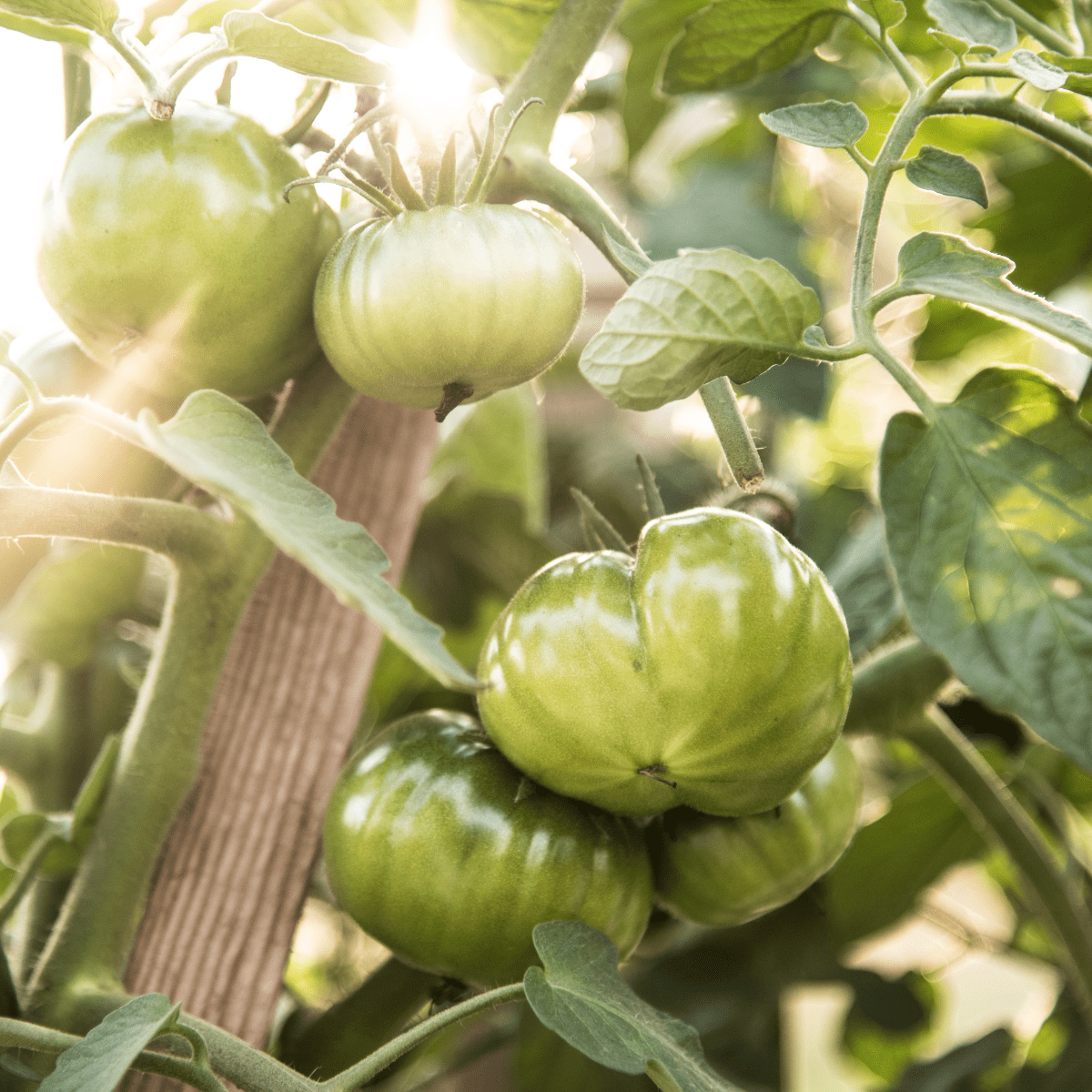 green tomatoes on the vine in the garden.