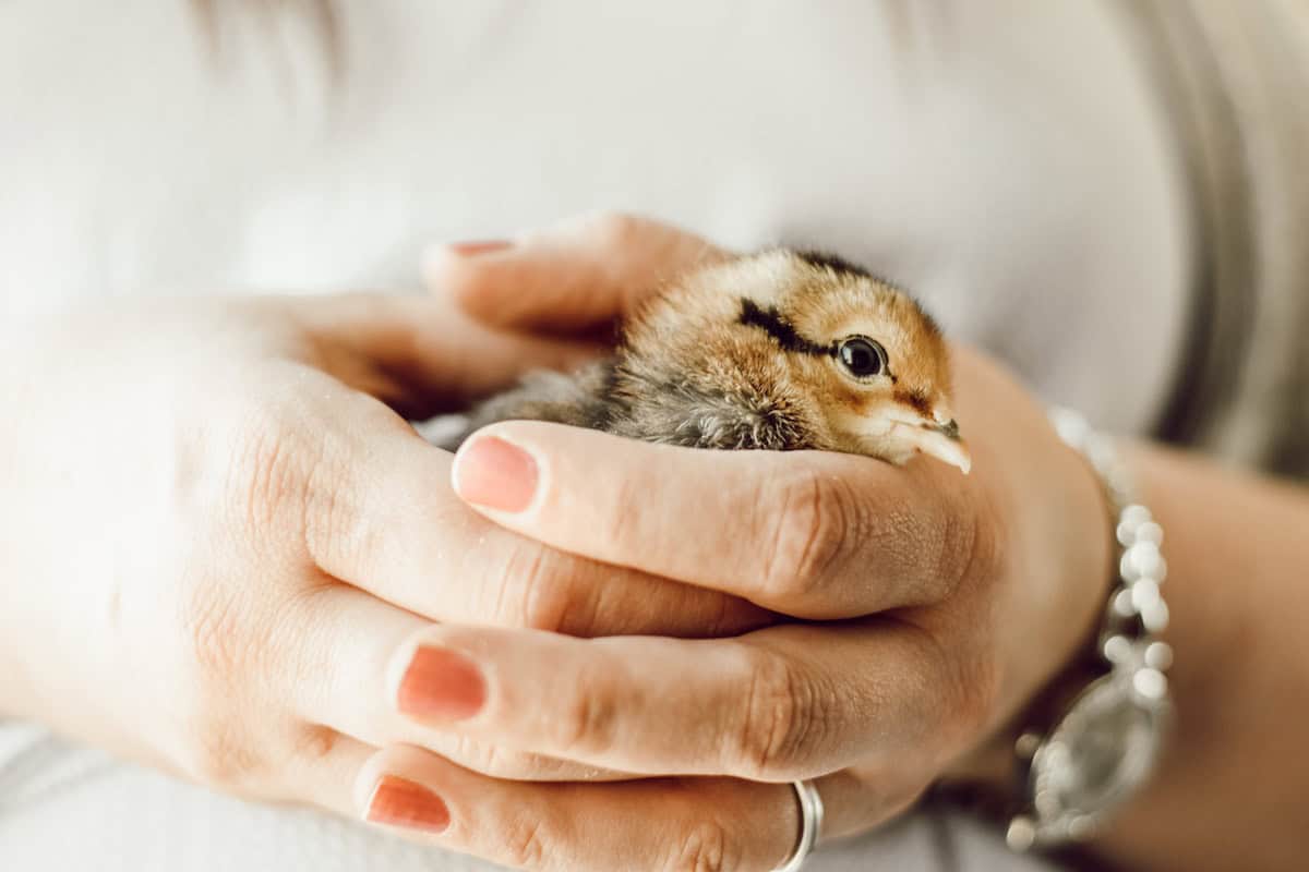 holding a baby chick. 
