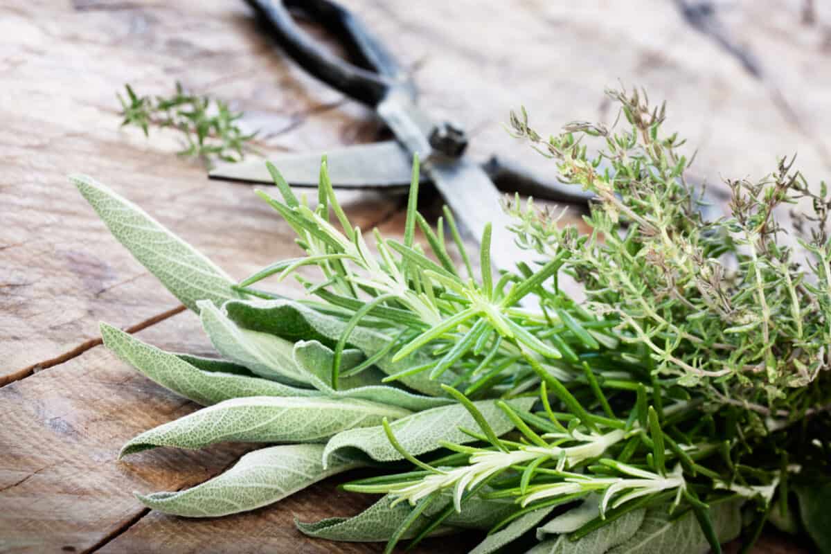 harvesting herbs with a pair of scissors.