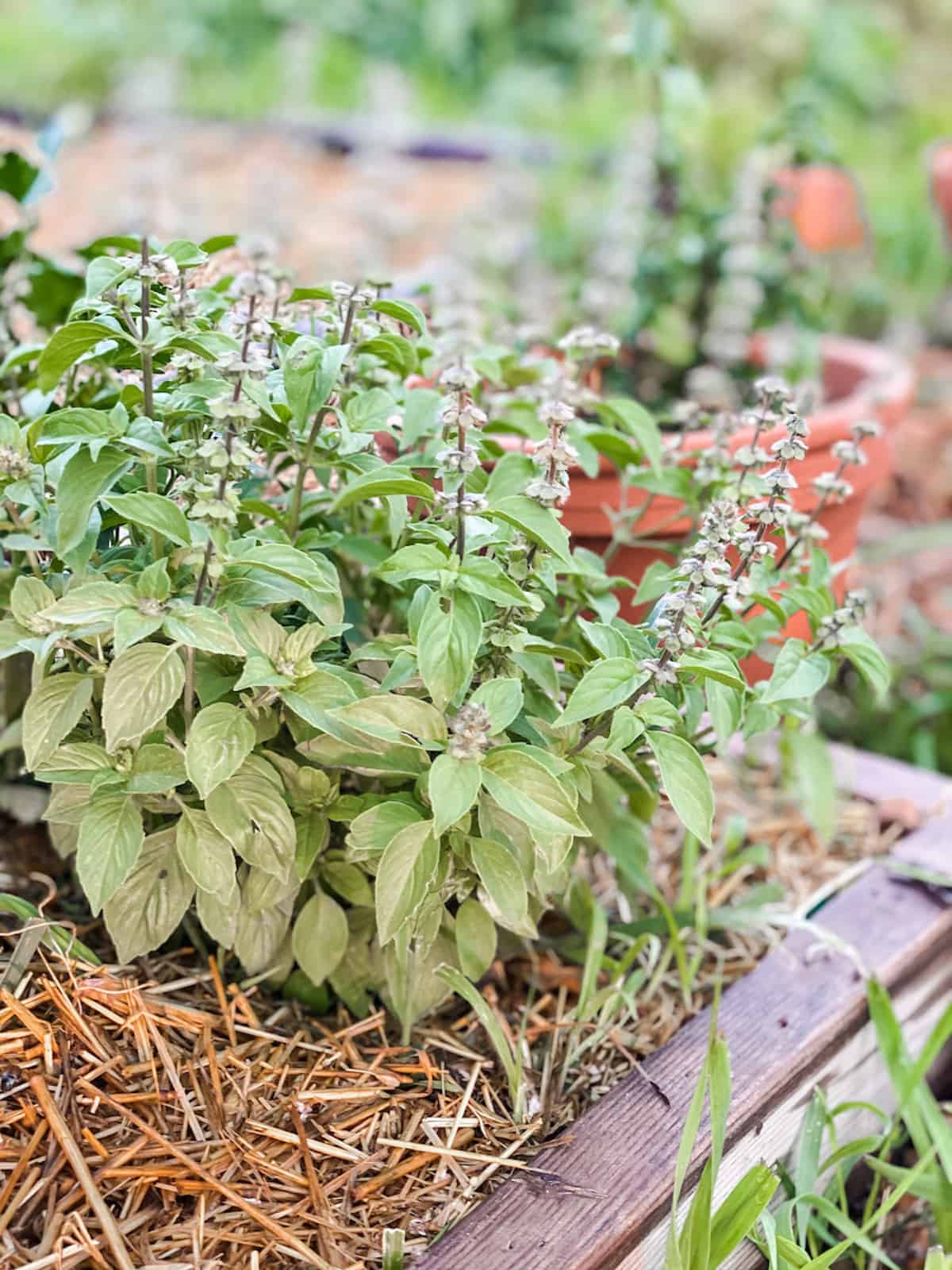 herbs in raised bed.