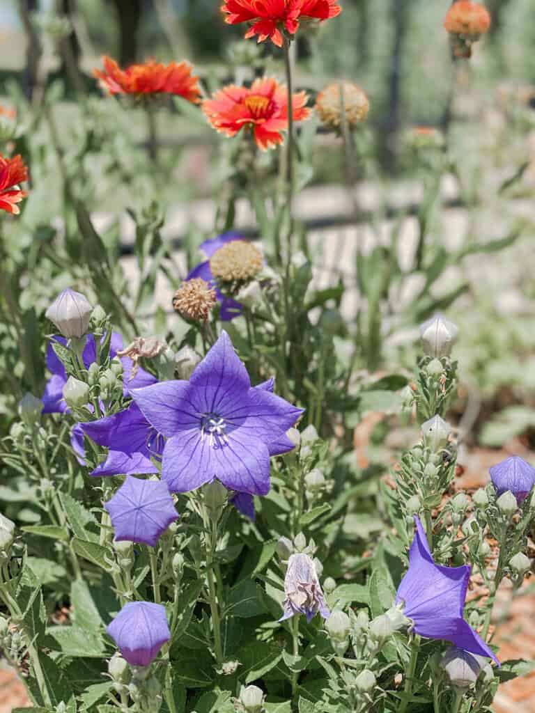 purple ballon flowers