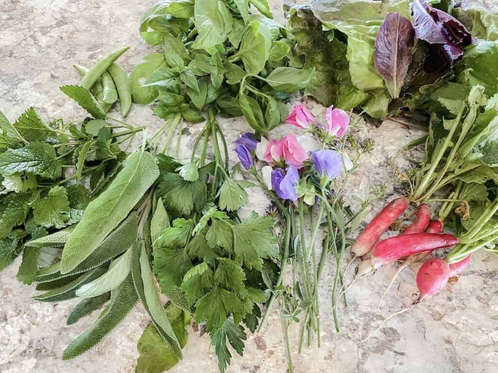 garden harvested veggies on the kitchen counter 