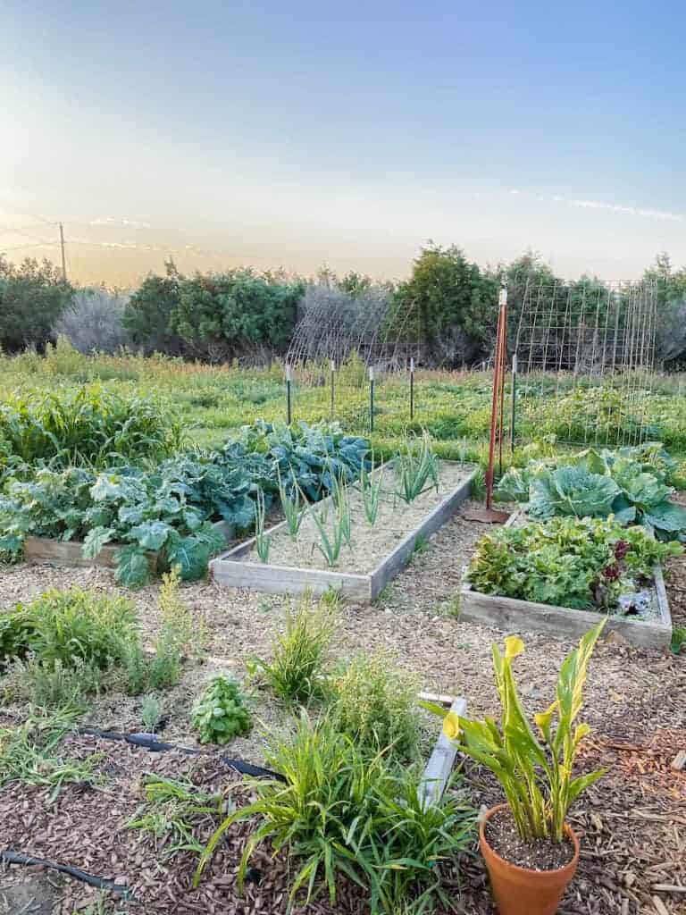 summer potager garden tour of the raised beds