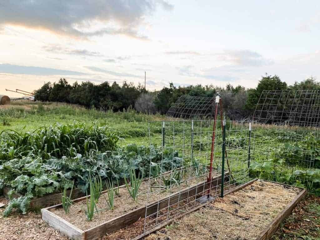 harvested garden beds for the fall plants