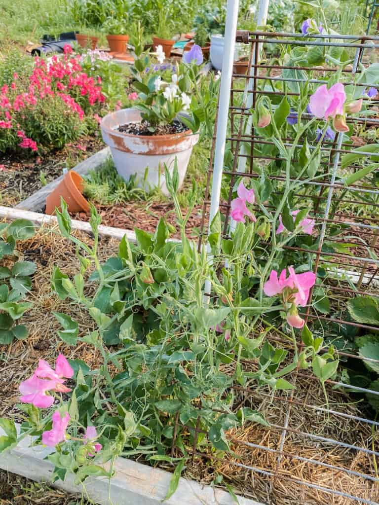 flowers in the garden beds