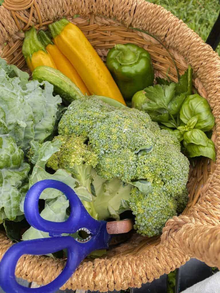 garden basket of fresh vegetables in the garden 