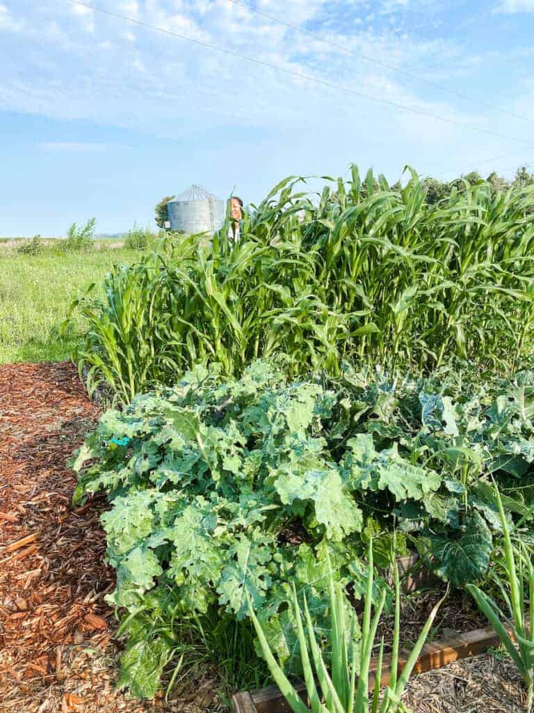 broccoli, onions, and corn in 3 raised beds