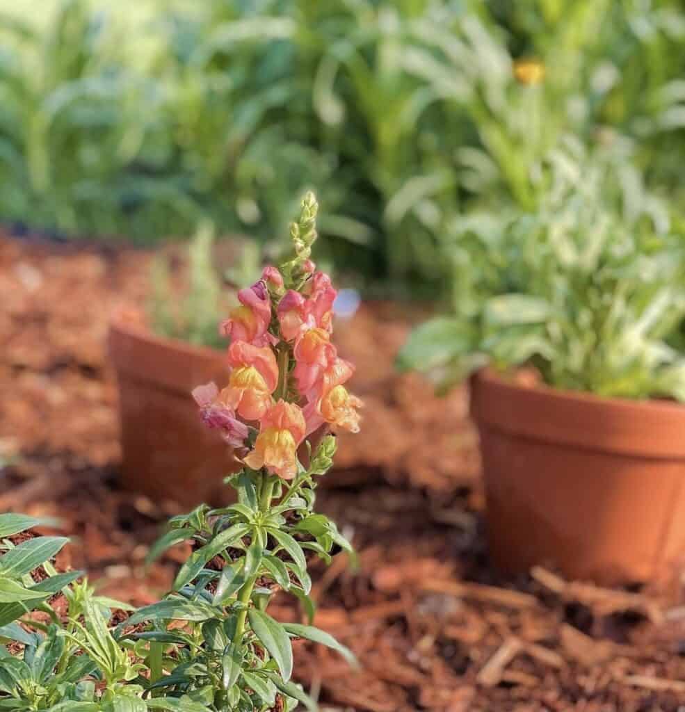 terra cotta pots with flowers and herbs