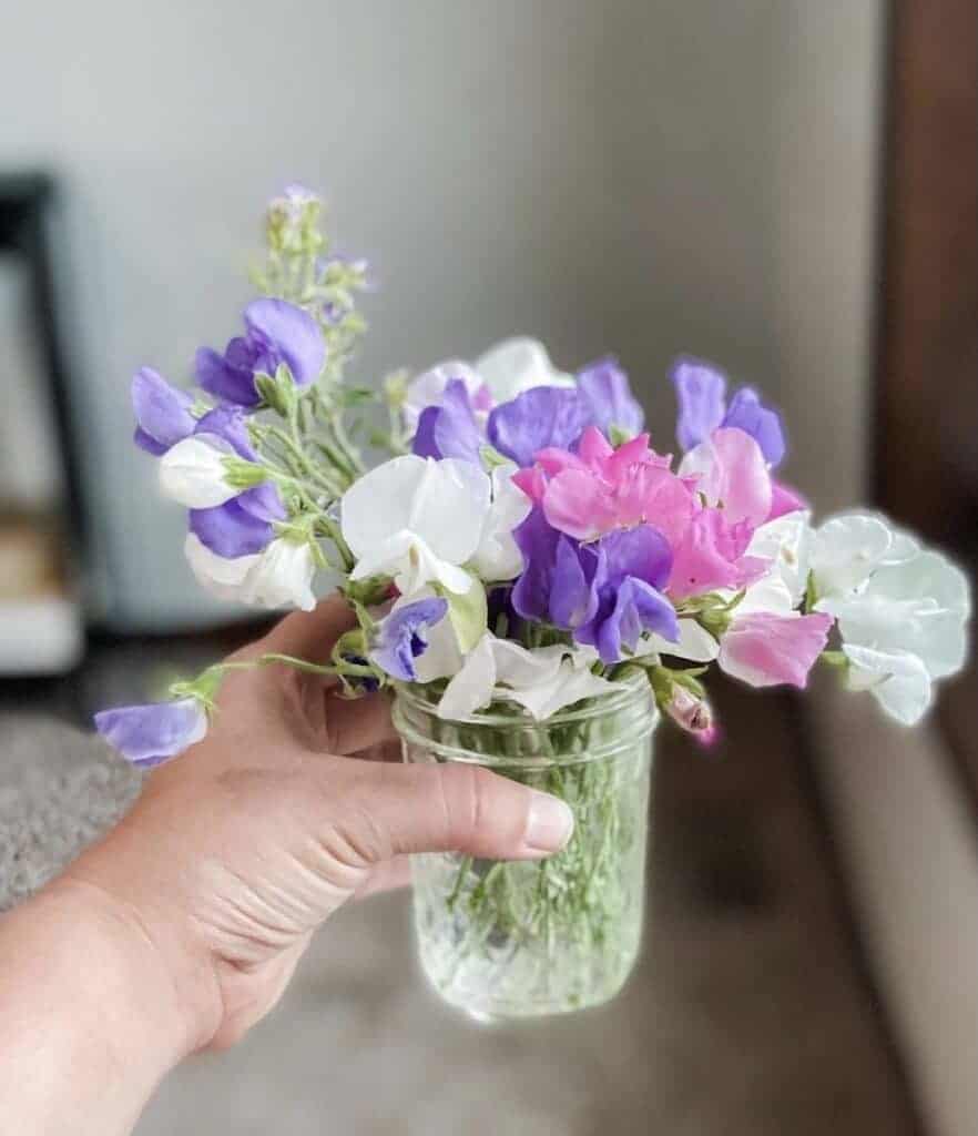 mason jar filled with sweet pea flowers
