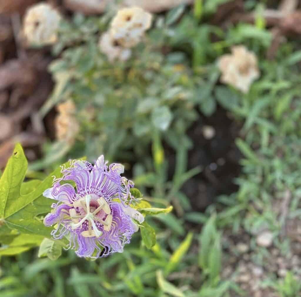 Passion flower with white roses in the potager garden