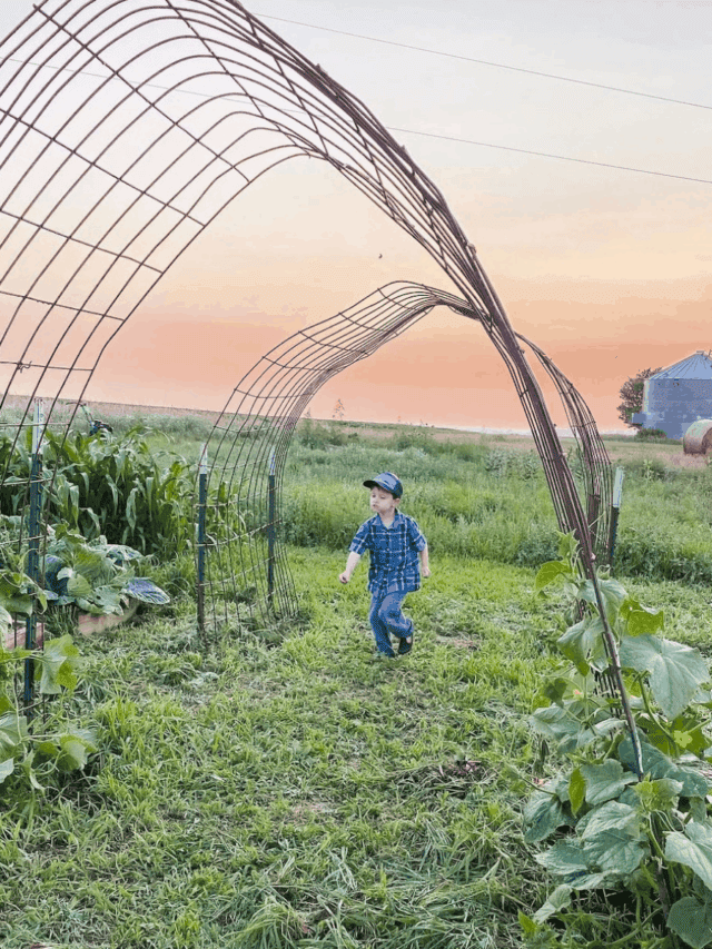 little boy running through the garden arch with the sunset in the background