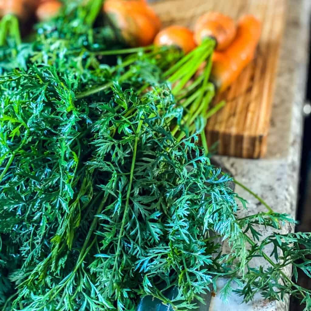 fresh harvested carrot greens on a cutting board in the kitchen