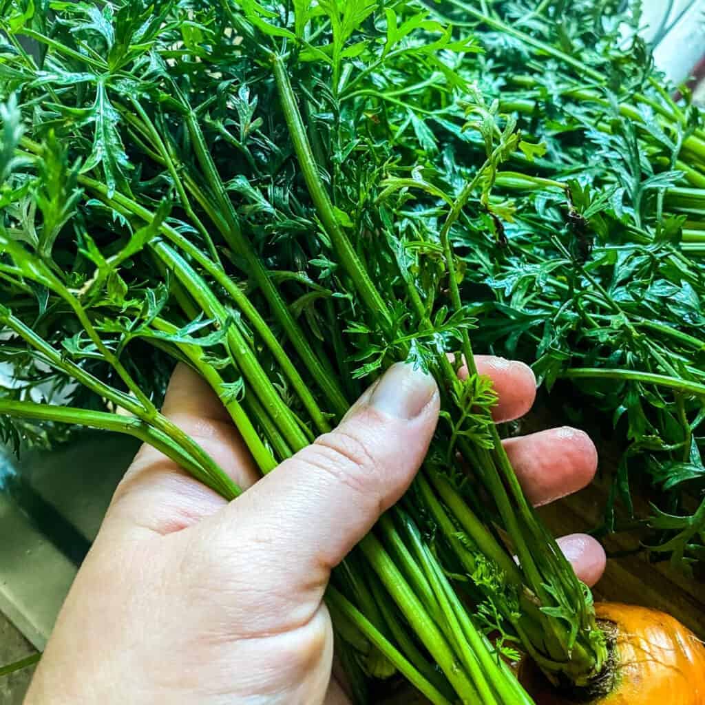 washing fresh carrot greens