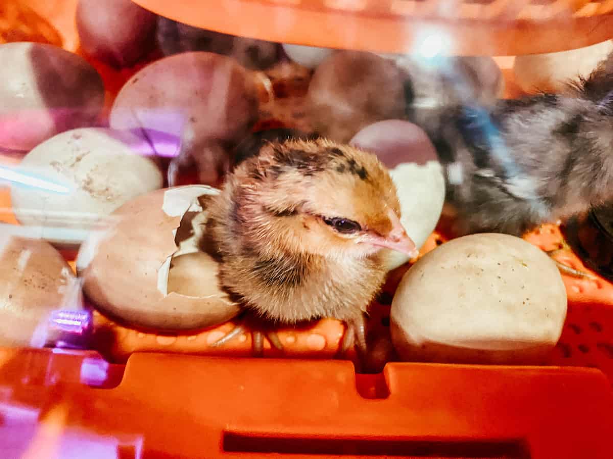 baby chicks and eggs inside of the Chickcozy incubator.