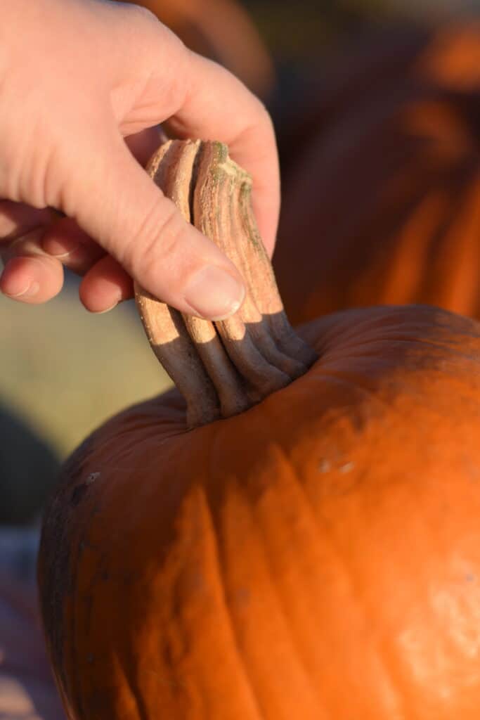 holding the pumpkin stem