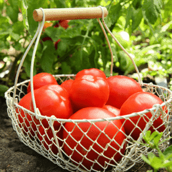 white wire basket full of freshly harvested tomatoes