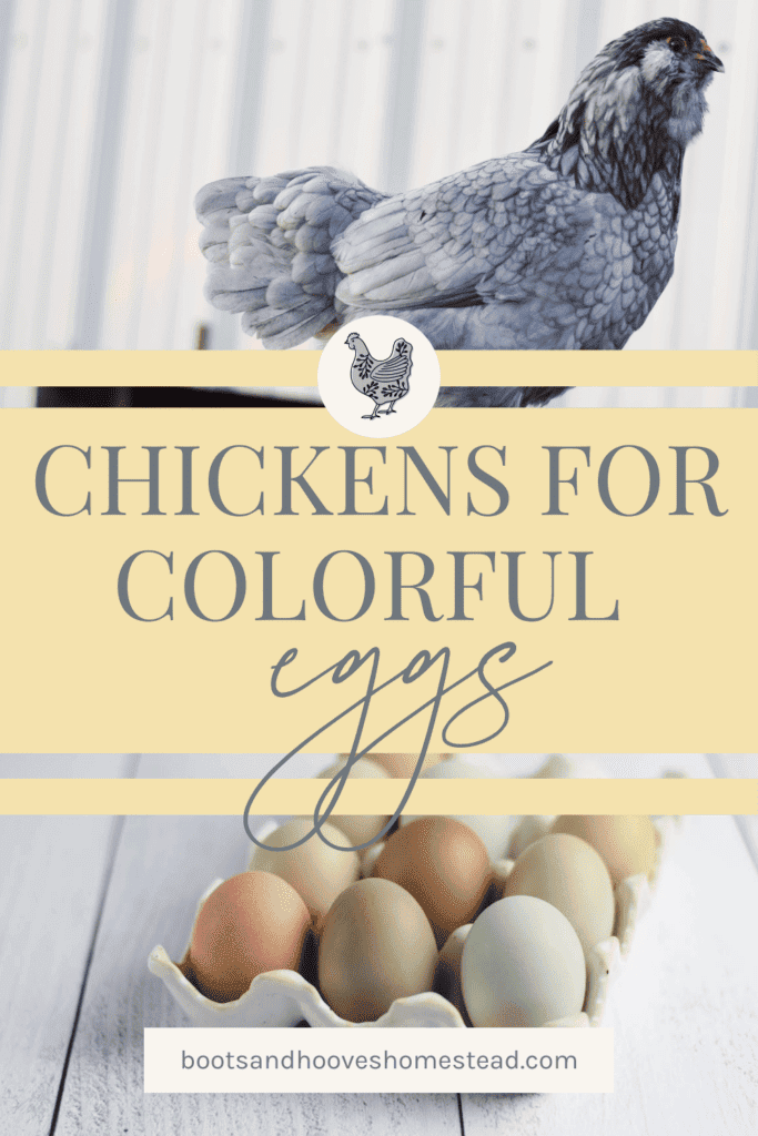 photo collage of a chicken and a basket of colorful chicken eggs