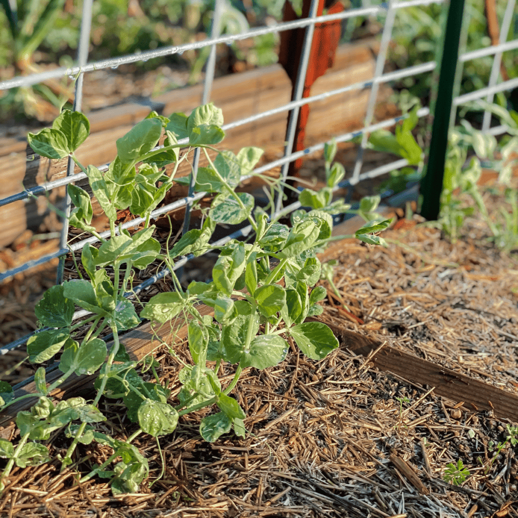 growing peas vertically on a cattle panel in the garden