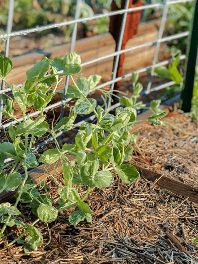 growing peas vertically on a cattle panel in the garden