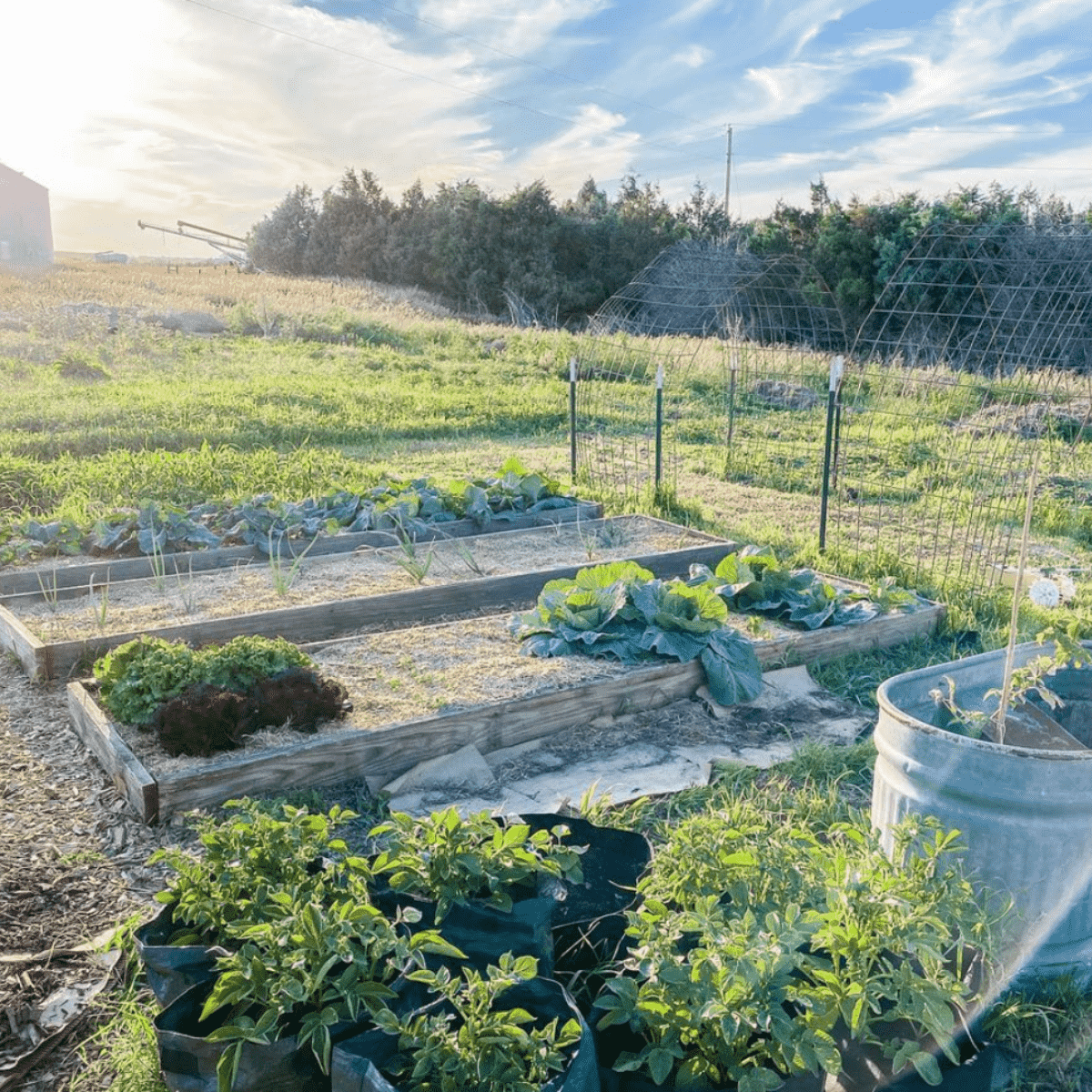 garden beds with vertical planting