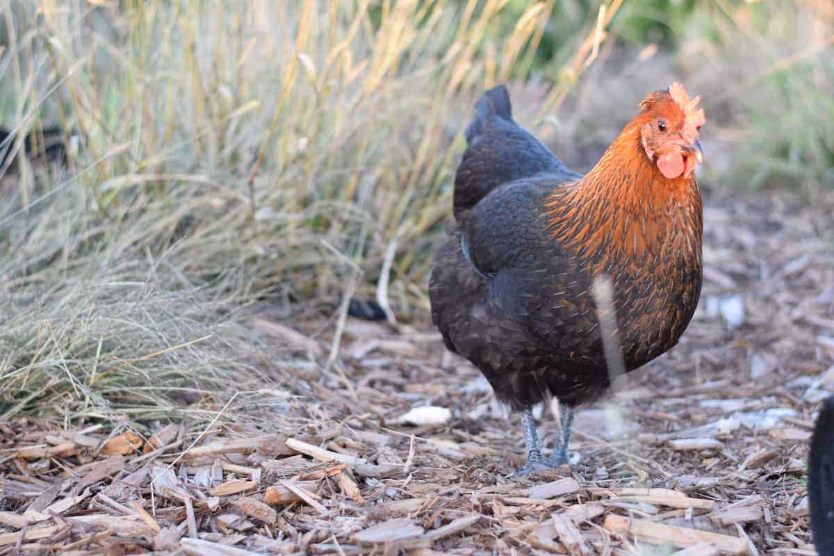 welsummer chicken in the garden