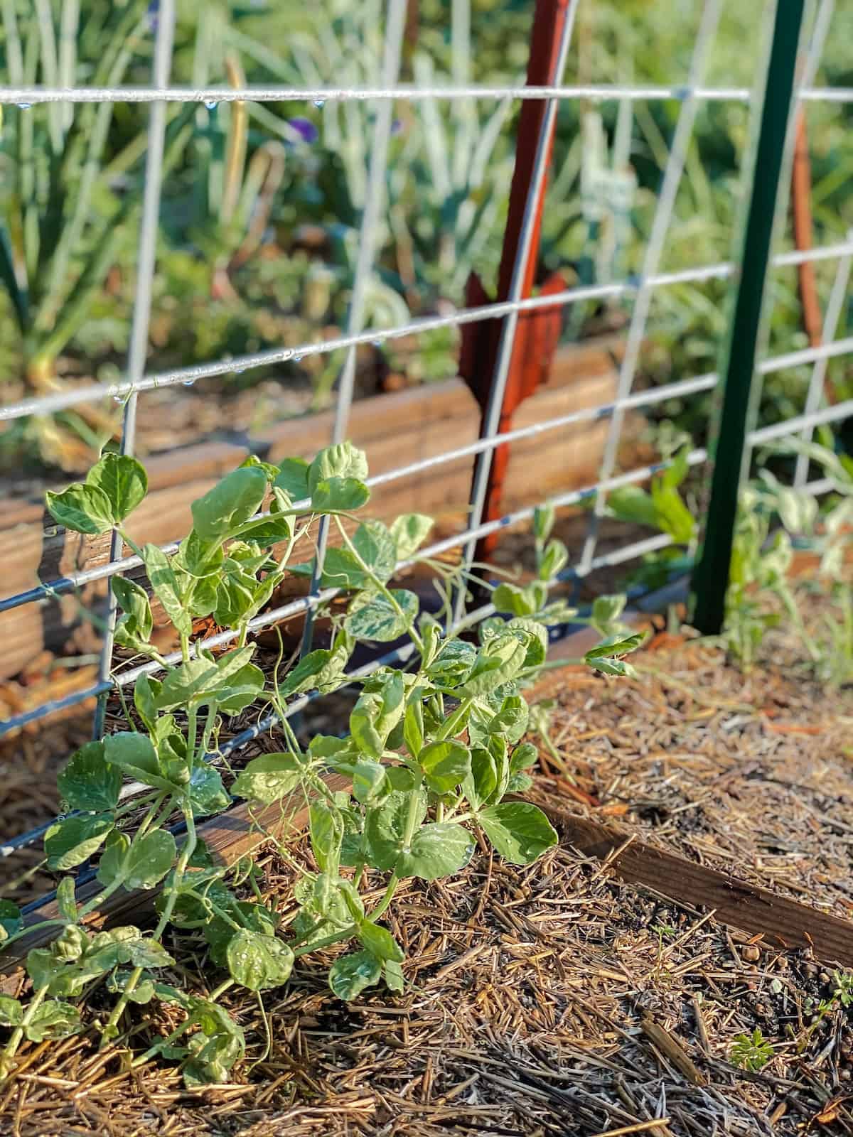 vertically growing sweet peas in the garden on cattle panels