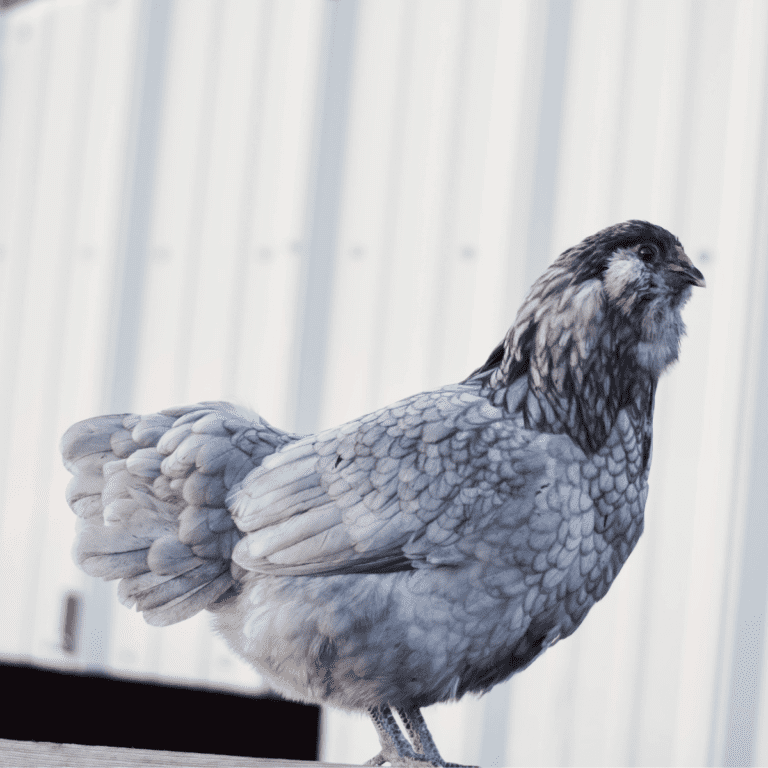 9 Best Chickens for Colorful Eggs