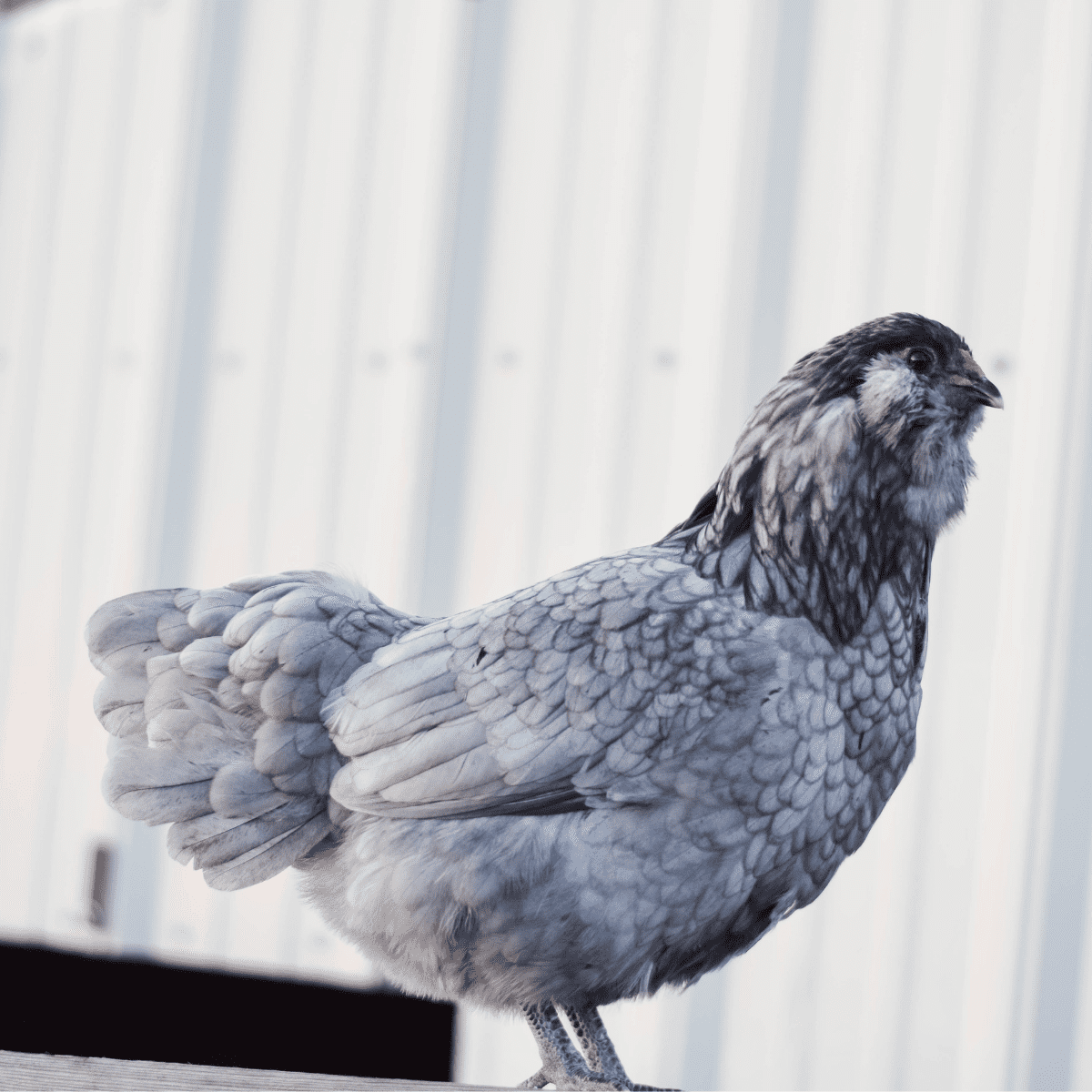 9 Best Chickens for Colorful Eggs